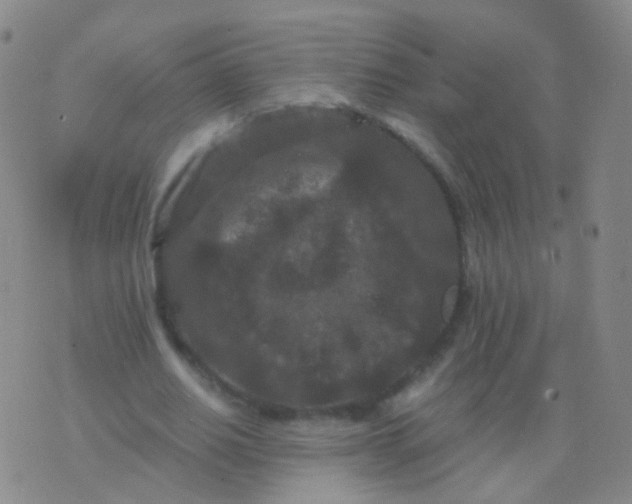 X0000076450630200610202335