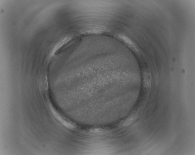 X0000076450634200610202335