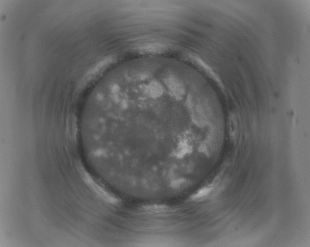 X0000076450637200610202336