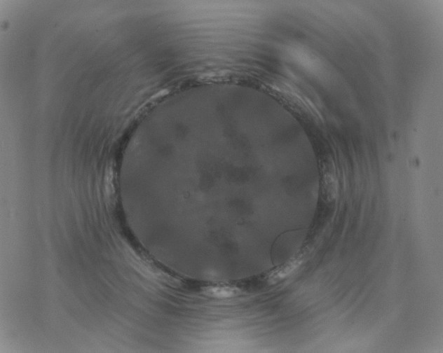 X0000076450654200610202336