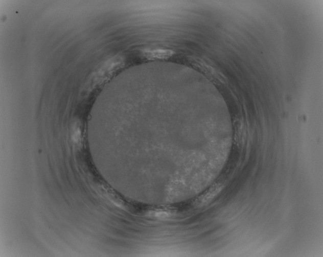 X0000076450655200610202336