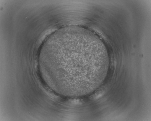 X0000076450687200610202335