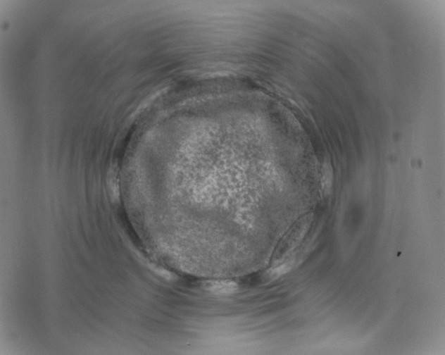 X0000076450719200610202335