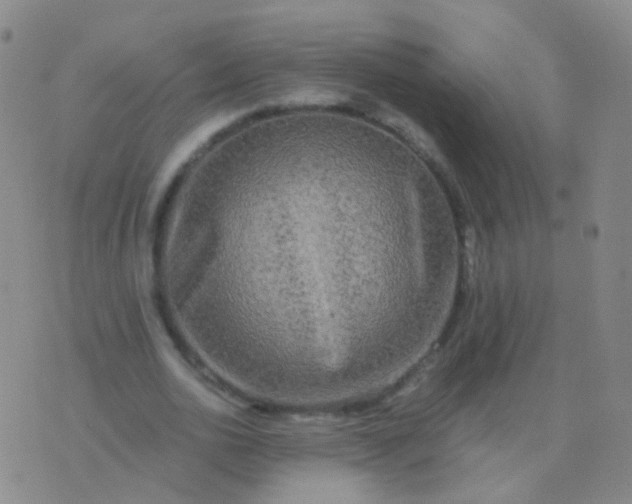 X0000076450726200610202334