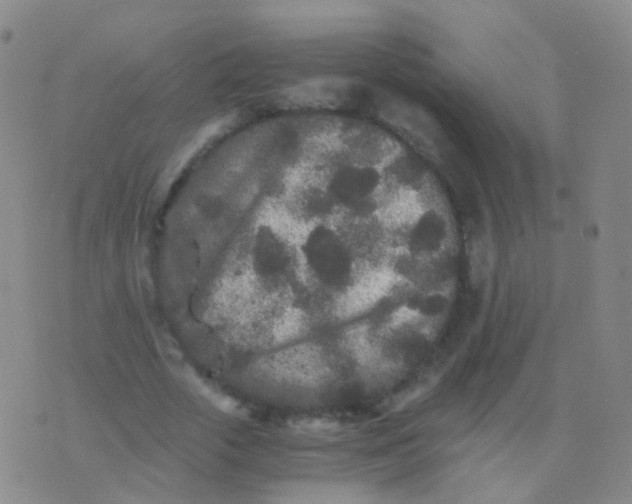 X0000076450729200610202334