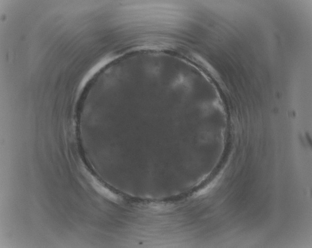 X0000076450779200610202334