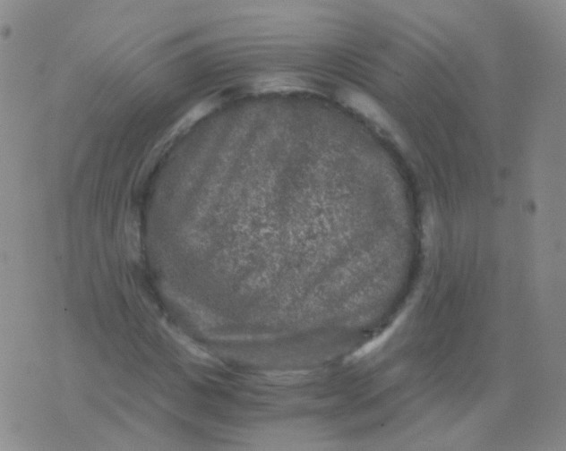 X0000076450825200610202332