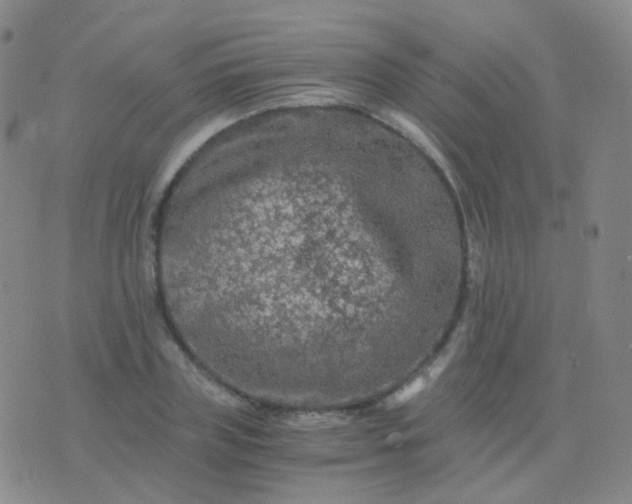 X0000076450835200610202333