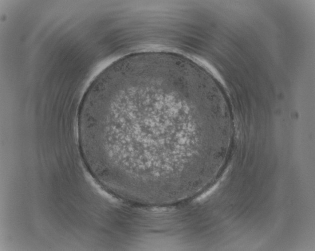 X0000076450839200610202333