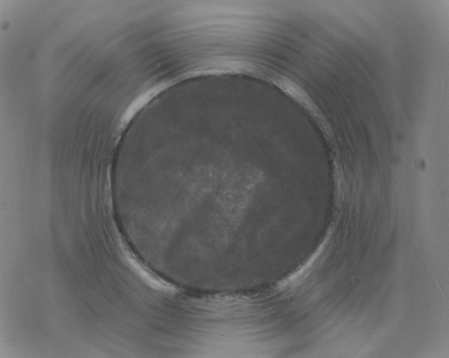 X0000076450842200610202333