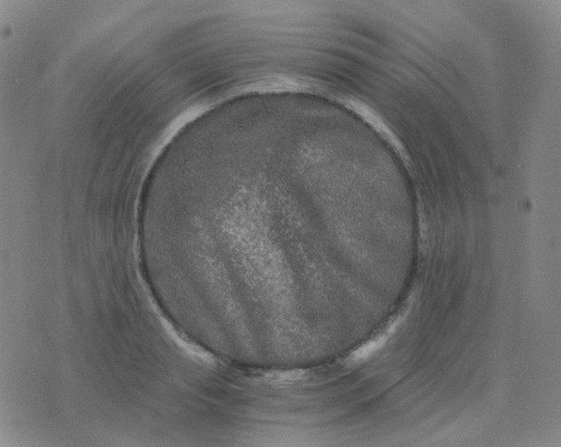 X0000076450845200610202333