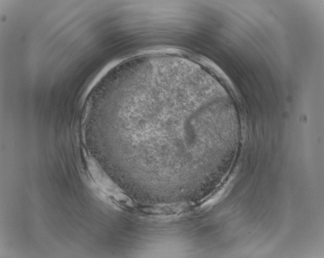 X0000076450860200610202333