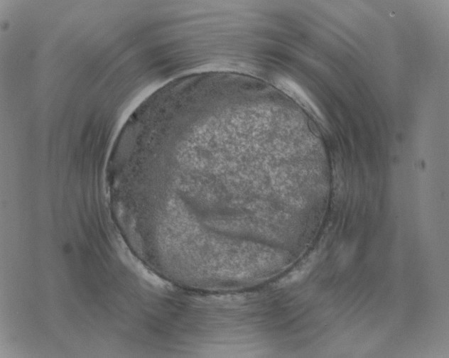 X0000076450900200610202332