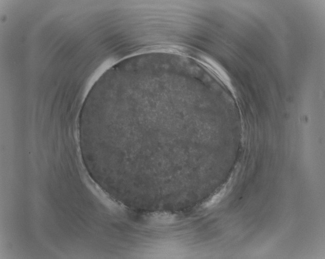 X0000076450907200610202332