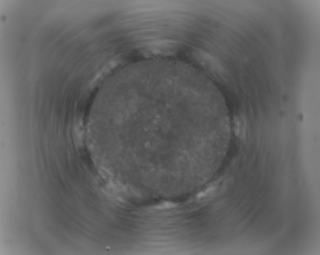 X0000076450915200610202331