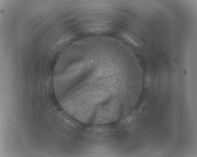 X0000076450917200610202331