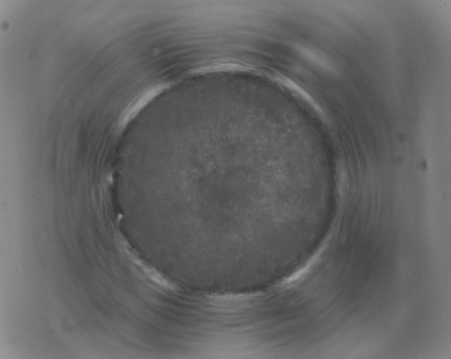 X0000076450921200610202331