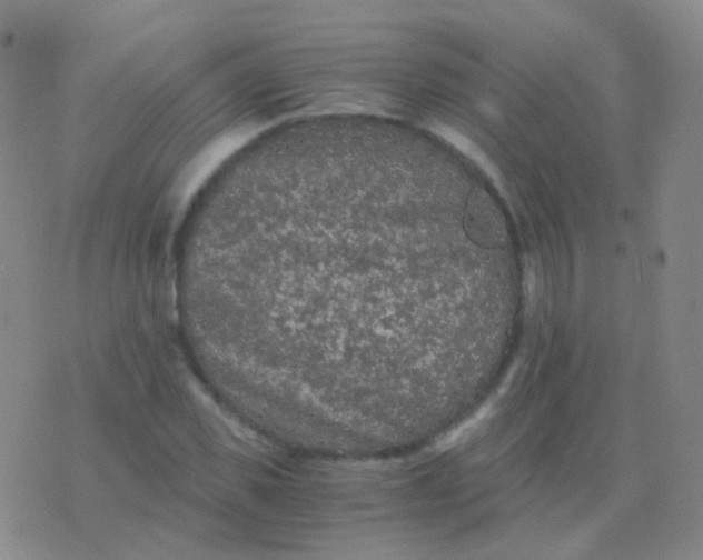 X0000076450925200610202331