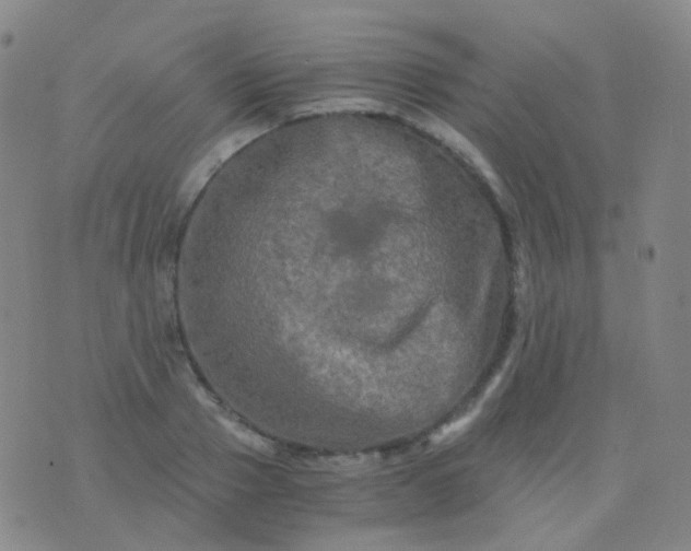 X0000076450937200610202331