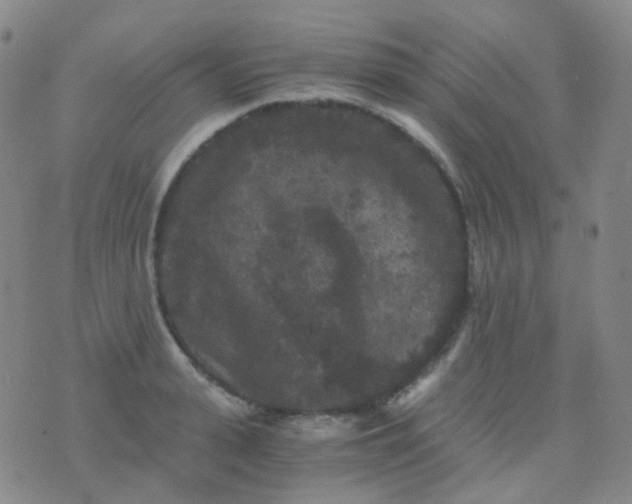 X0000076450943200610202331