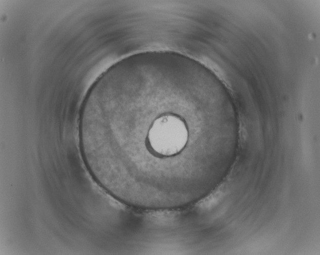 X0000076450950200610202331