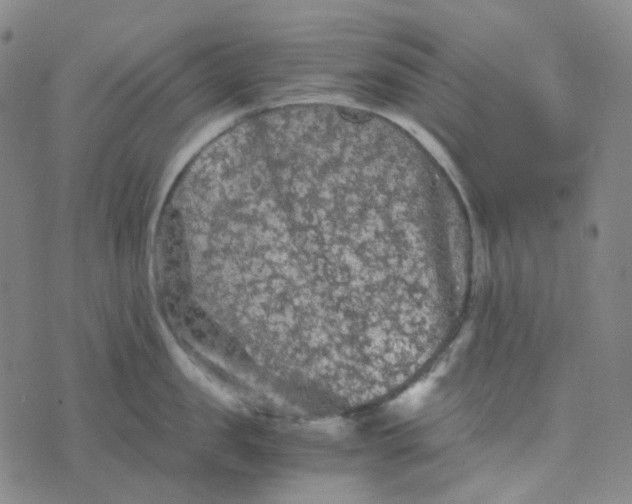 X0000076450957200610202331