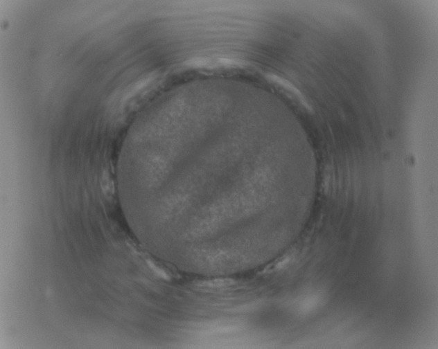 X0000076450966200610202331