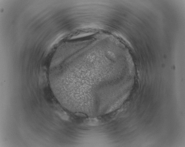 X0000076450968200610202331