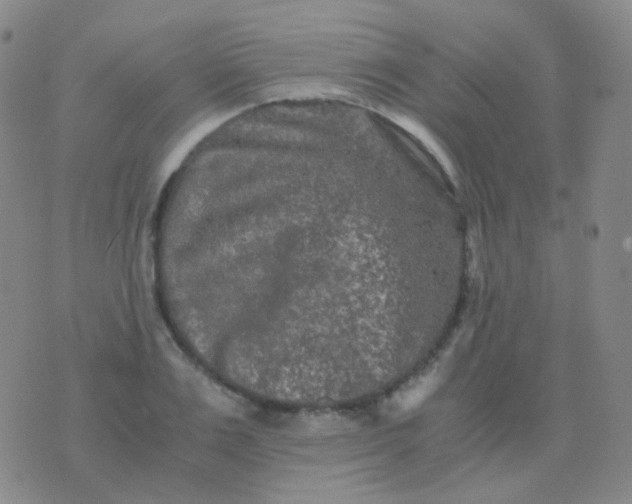 X0000076450983200610202330