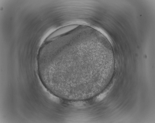 X0000076450999200610202330