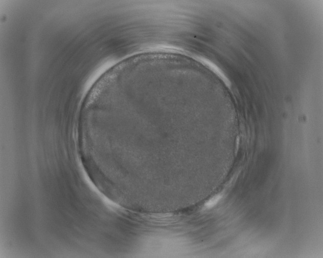 X0000076451007200610202330