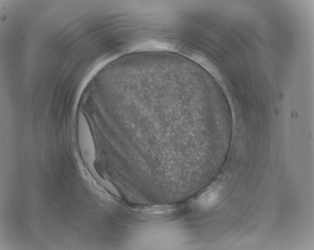 X0000076451008200610202330