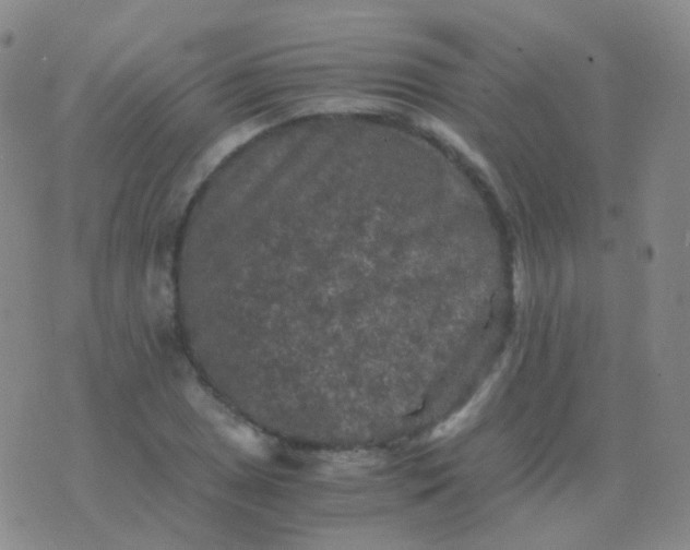 X0000076451025200610202329