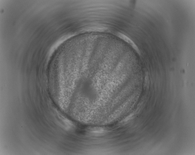 X0000076451027200610202329