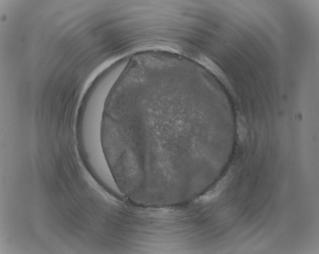 X0000076451028200610202329