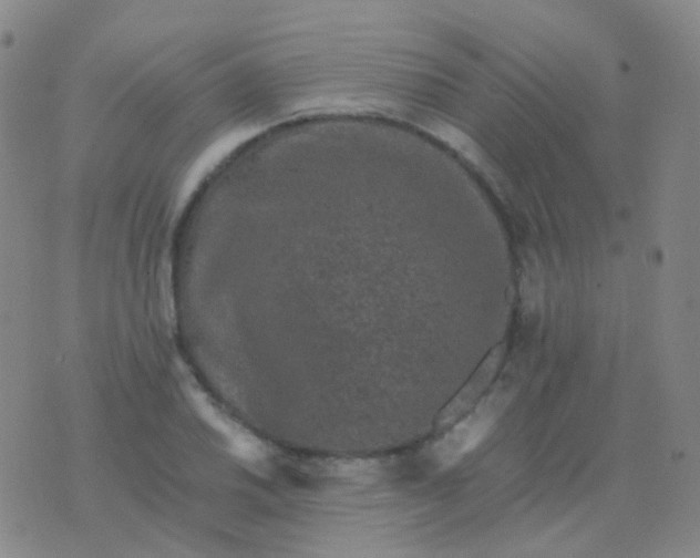 X0000076451030200610202329