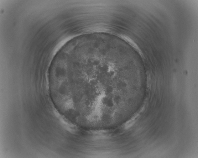 X0000076451031200610202329