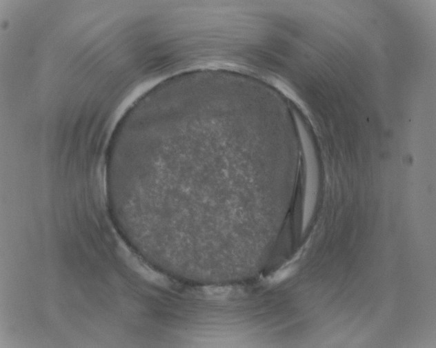 X0000076451032200610202330