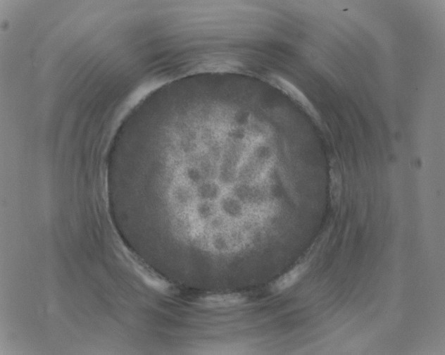 X0000076451035200610202330