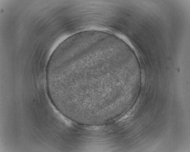 X0000076451048200610202330