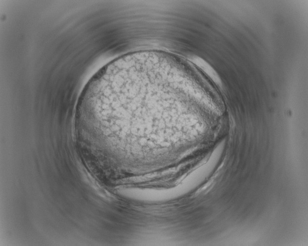 X0000076451052200610202330