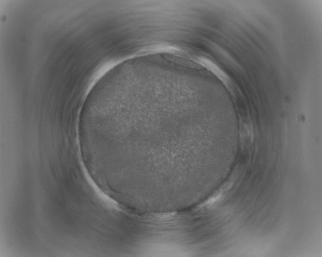 X0000076451055200610202330