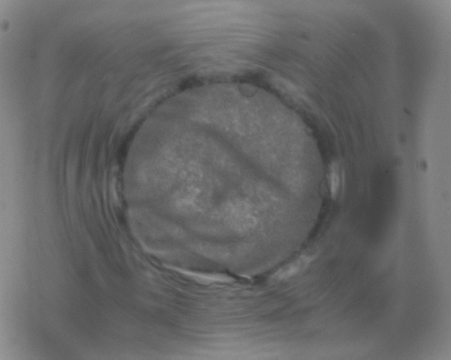 X0000076451059200610202329