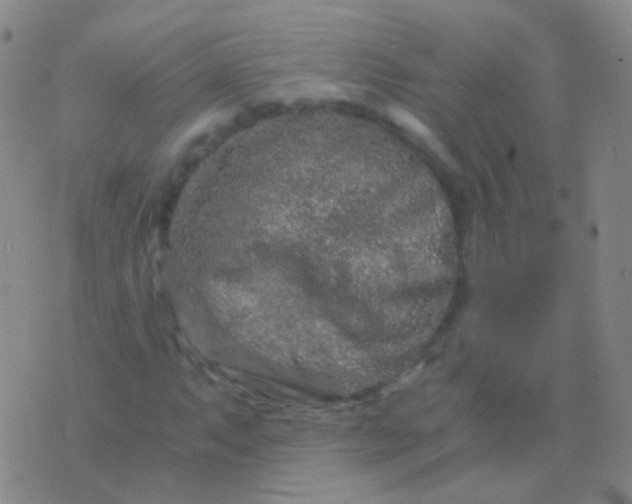 X0000076451063200610202329