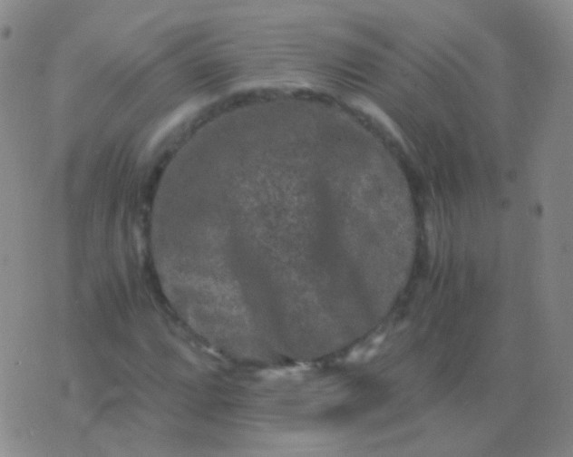 X0000076451064200610202329