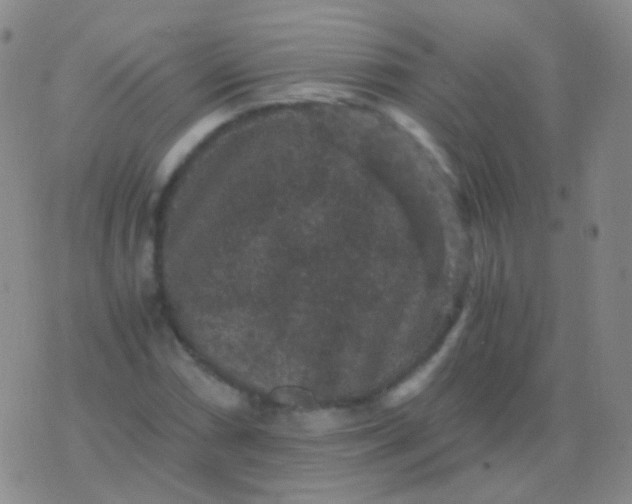 X0000076451066200610202329