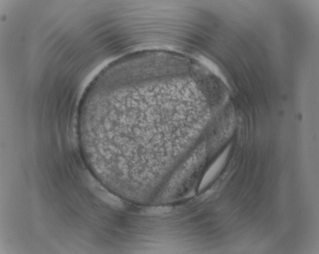 X0000076451068200610202329