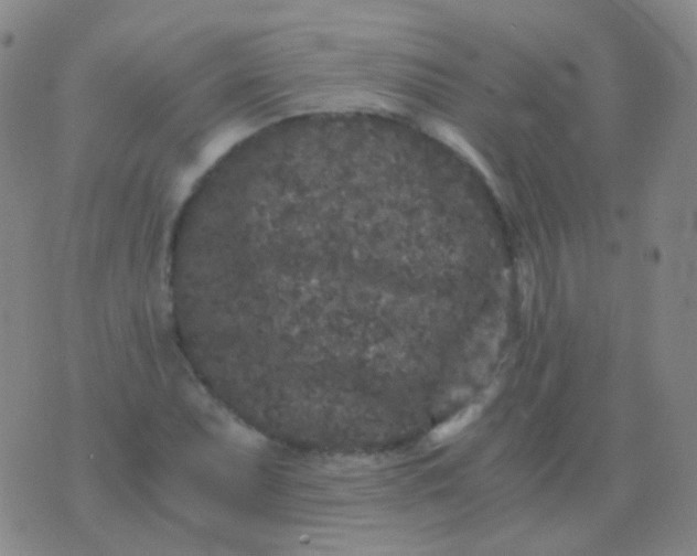 X0000076451071200610202329