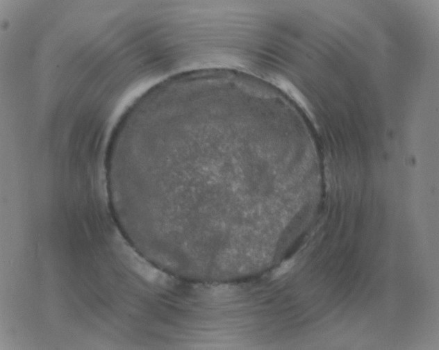 X0000076451072200610202329