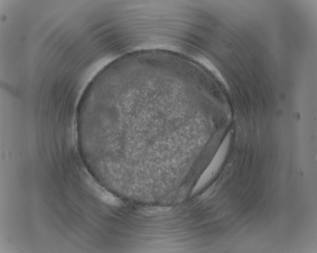 X0000076451076200610202329